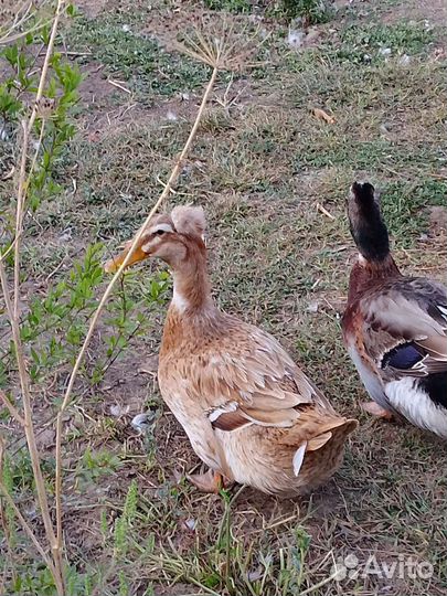 Утки хохлатые