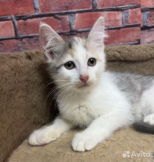 Котенок девочка Соня 3 мес ищет дом