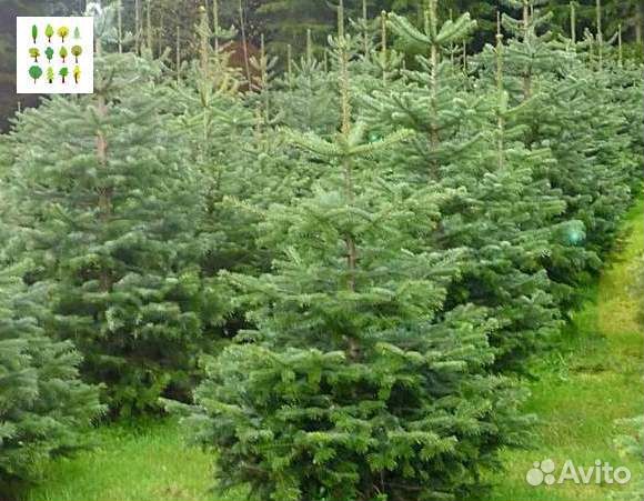 Саженцы ели с гарантией