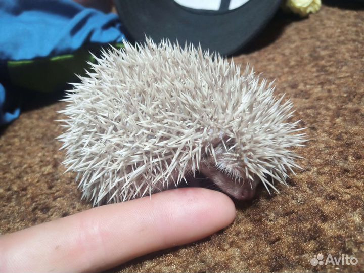 Африканский карликовый еж
