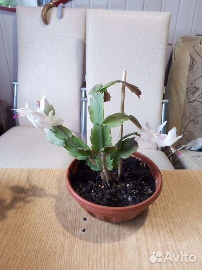 Декабрист белый