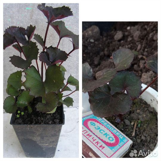 Цветы для сада