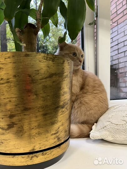 Зоогостиница для кошек