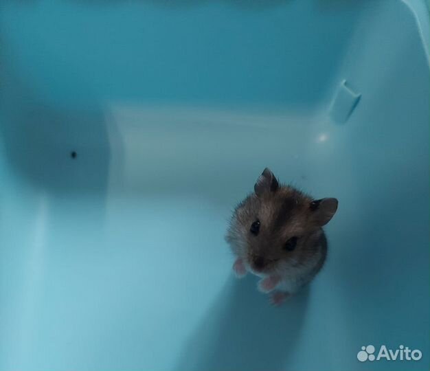 Джунгарский хомяк