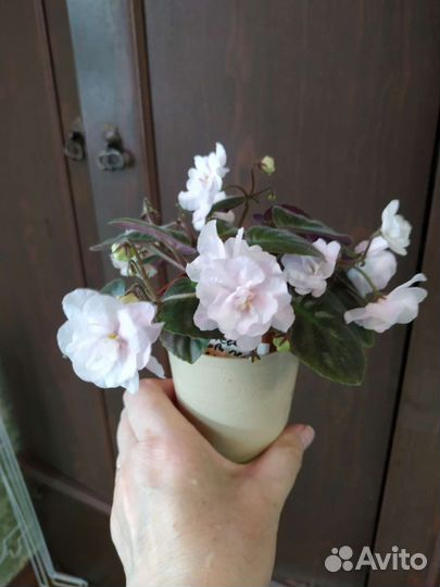 Фиалки трейлеры