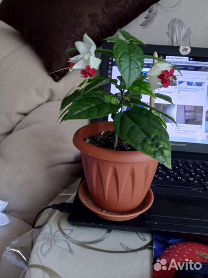 Растения комнатные