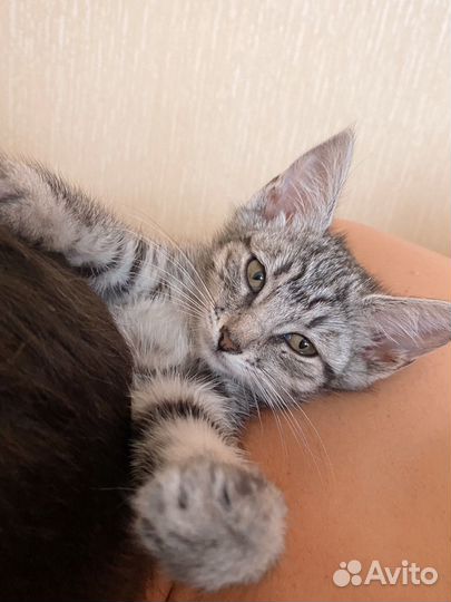 Уникальный котёнок волчёнок девочка 2,5 м