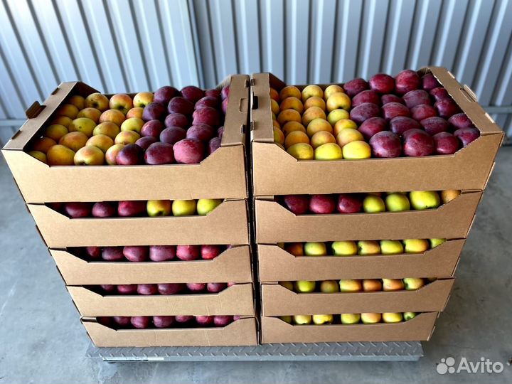 Яблоки оптом