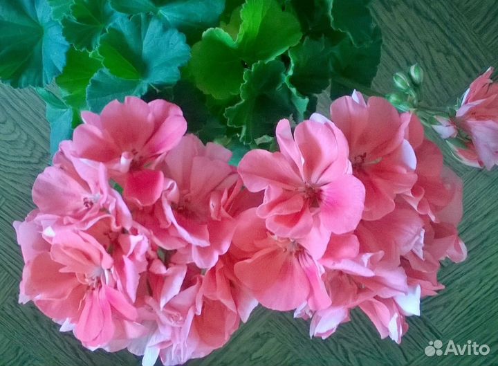 Цветы: фиалки, пеларгонии