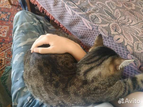 Котик в добрые руки