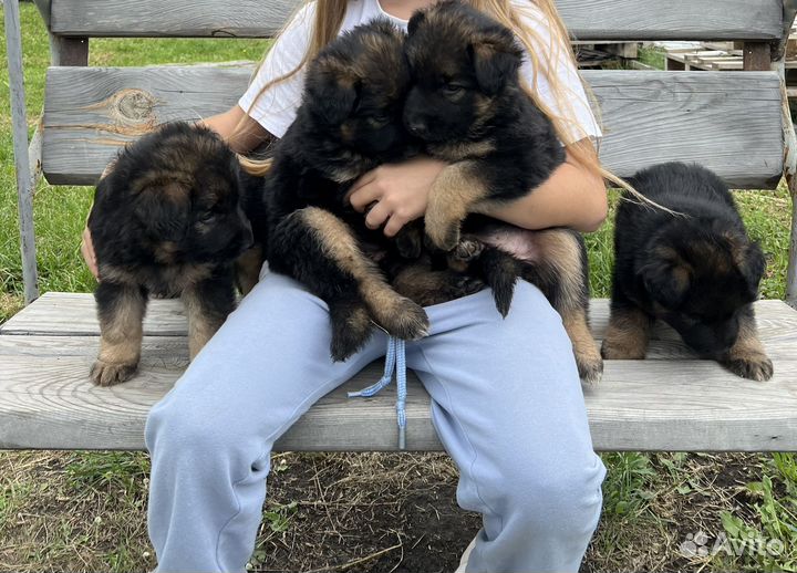 Щенки немецкой овчарки