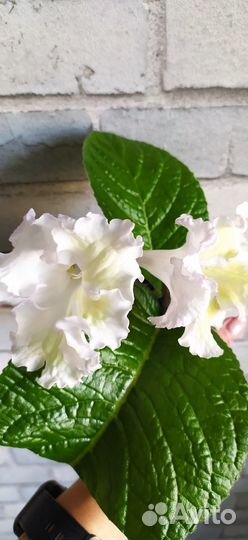 Стрептокарпусы белые