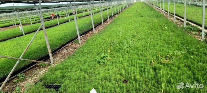 Сеянцы ели окс