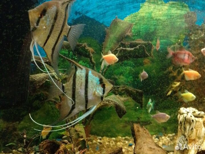 Аквариум с рыбками