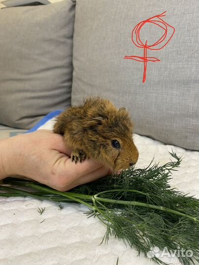 Морская свинка