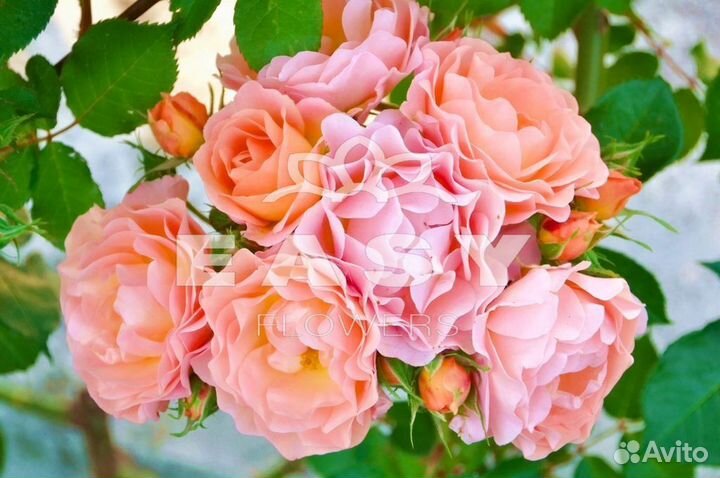 Розовый букет