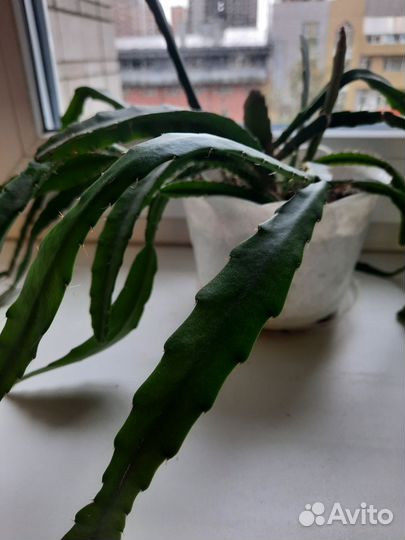 Эпифиллум угловатый, шикарный