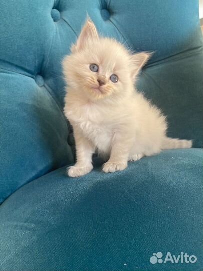 Невские-маскарадные котята