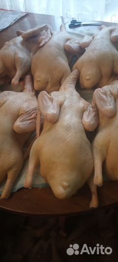 Белые утки, тушка