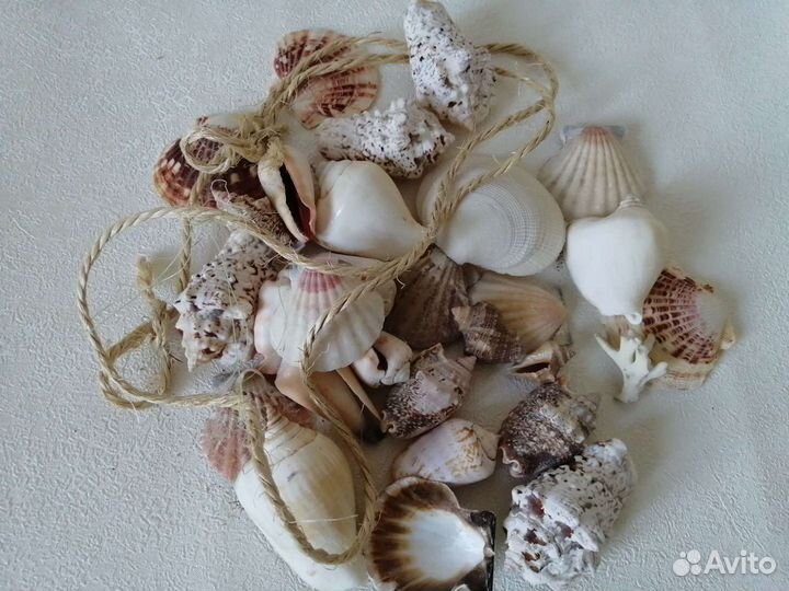 Ракушки для декора
