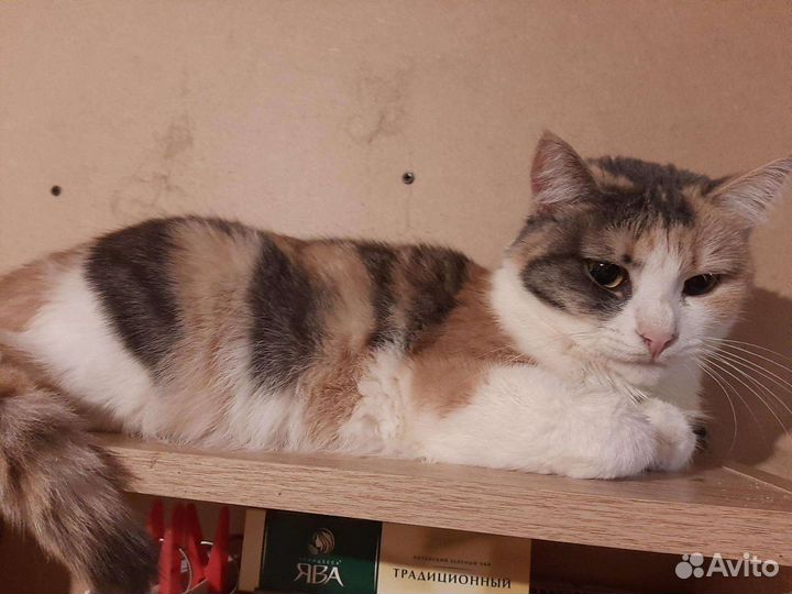 Ася ищет дом