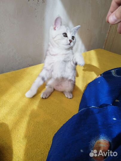 Британские котята