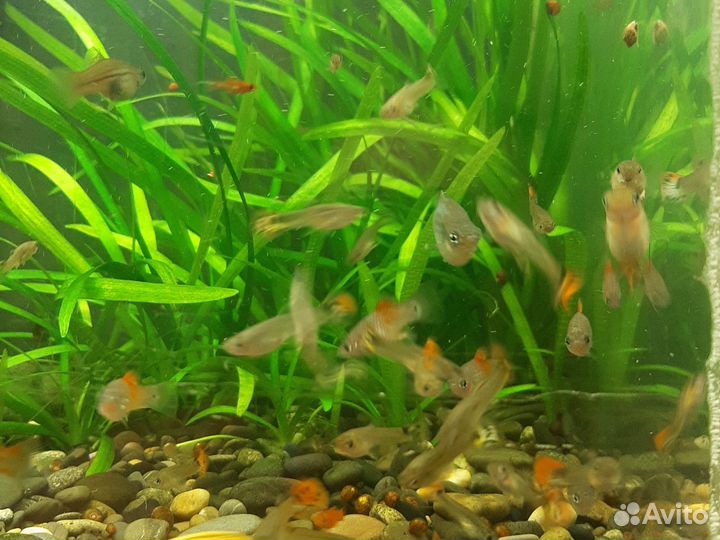 Аквариумные рыбки