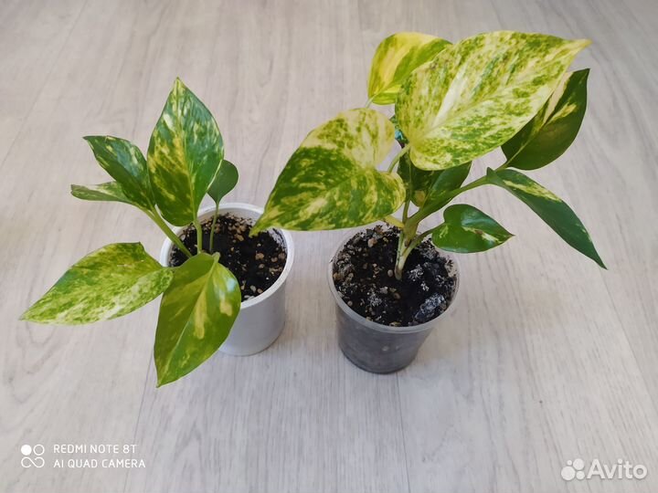 Комнатные растишки-3. (Обмен)