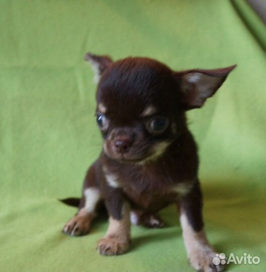 Мальчик шоколадно-подпалый