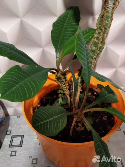 Комнатные цветы