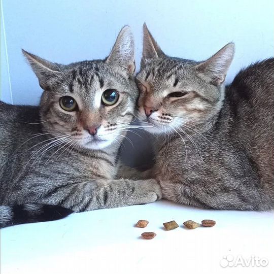 Кошка в дар