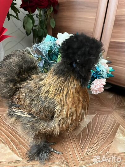 Куры китайские шелковые