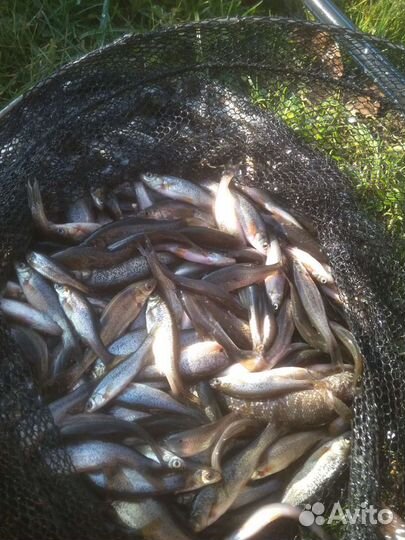 Живец-гальян