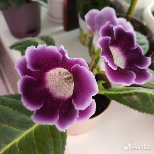 Комнатные цветы