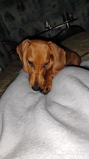 Карликовая такса