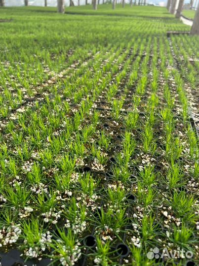 Сеянцы хвойных культур