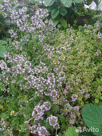 Пряные травы