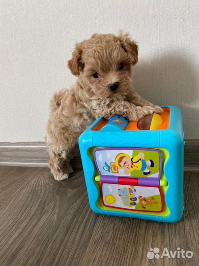 Мальтипу f1 micro mini N1 Russia готова к продаже