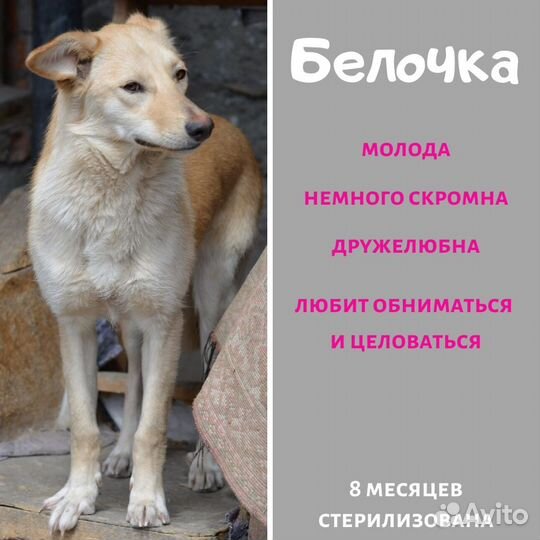 В добрые руки