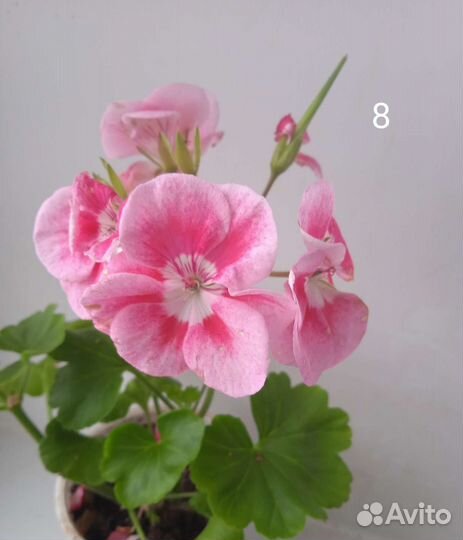 Пеларгония герань
