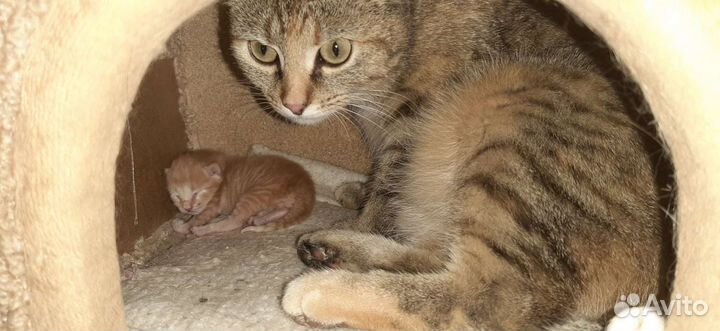 Отдам котят в добрые руки