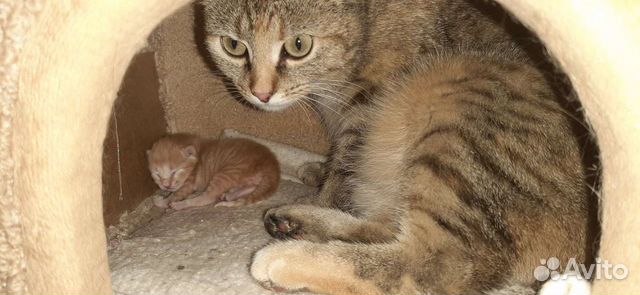 Отдам котят в добрые руки