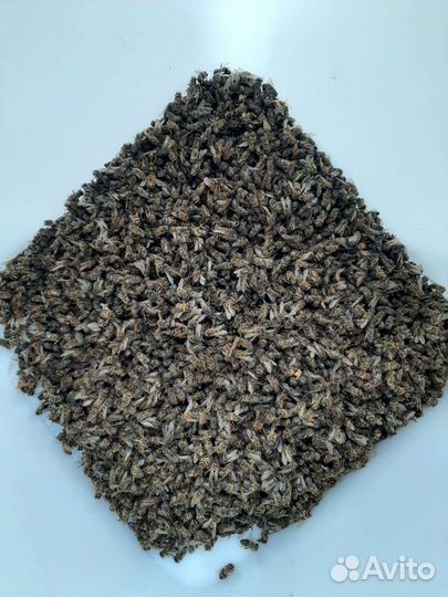 Пчелиный подмор