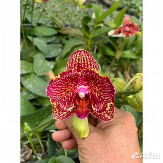 Орхидея взрослая Phal. I-Hsin черриbomb в нали