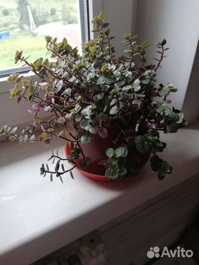 Традесканции, коллизия,кротон