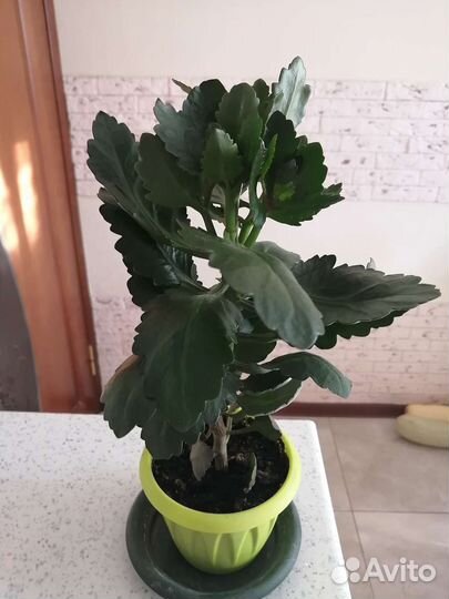 Каланхоэ лечебное