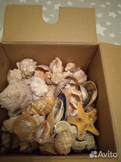 Ракушки, декор, для поделок