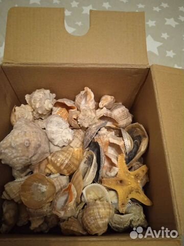 Ракушки, декор, для поделок