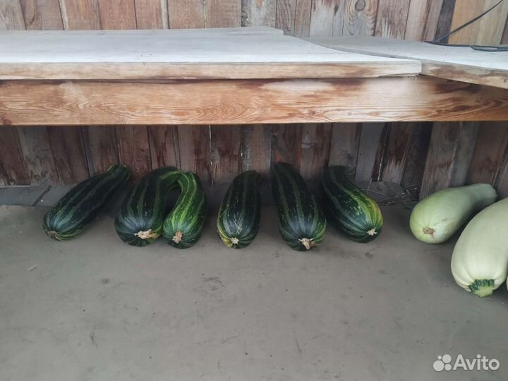 Кабачки домашние