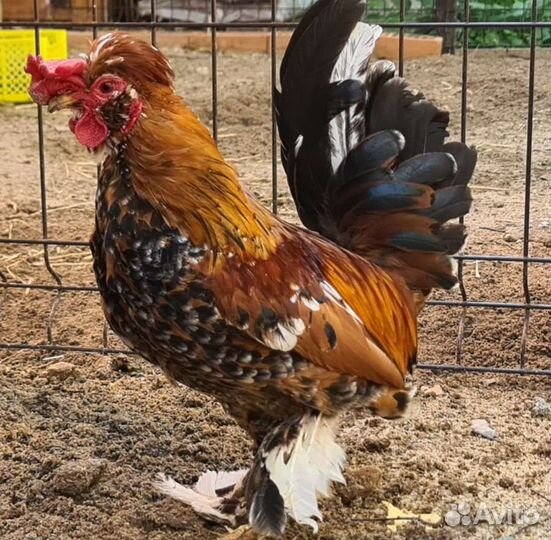 Алтайская бентамка петухи